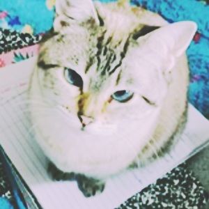 Meet your Posher, Jo